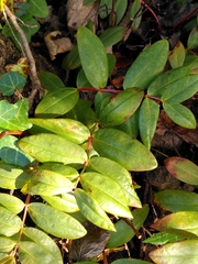 Uredo androsaemi