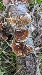 Daedaleopsis tricolor