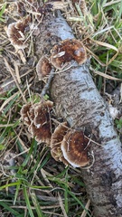 Daedaleopsis tricolor