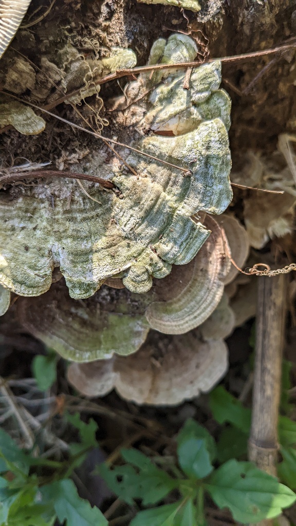 Trametes betulina · November 2022 · photo: © atsushi_nakajima_cirque (iNaturalist, cc-by)
