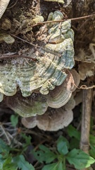 Trametes betulina