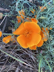 Eschscholzia