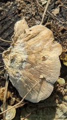 Trametes betulina