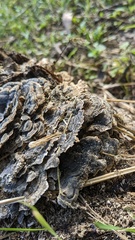 Trametes versicolor