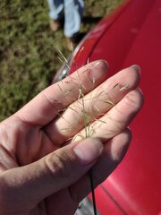 Eragrostis tenuifolia