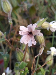 Microbotryum lychnidis-dioicae