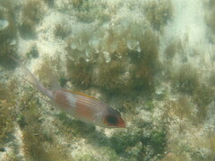 Holocentrus adscensionis