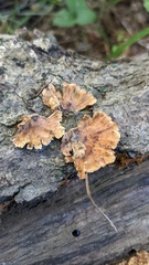 Stereum gausapatum