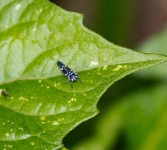 Macugonalia leucomelas