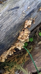 Stereum gausapatum