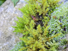 Racomitrium fasciculare