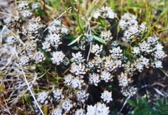 Lepidium solandri