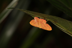 Eumelea rosalia