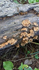 Stereum gausapatum
