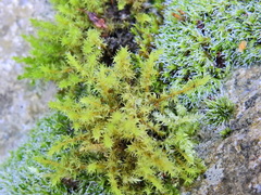 Racomitrium fasciculare