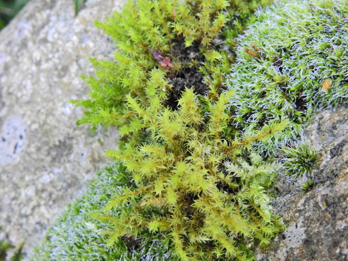 Image of Racomitrium fasciculare by (c) Susan Marley, some rights reserved (CC BY)