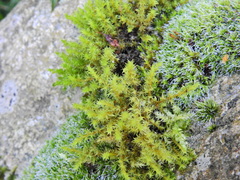 Racomitrium fasciculare