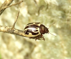 Zygogramma tortuosa