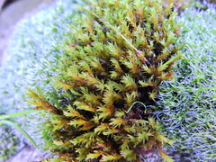 Schistidium crassipilum