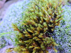 Schistidium crassipilum