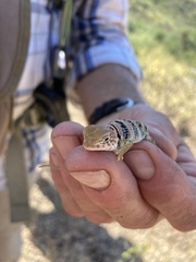 Crotaphytus nebrius
