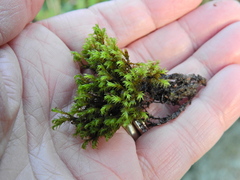 Schistidium crassipilum