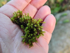 Schistidium crassipilum