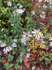 Symphyotrichum subspicatum