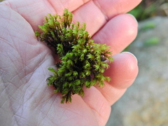 Schistidium crassipilum