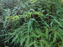 Dicranopteris linearis