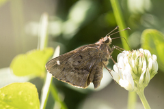 Psoralis stacara