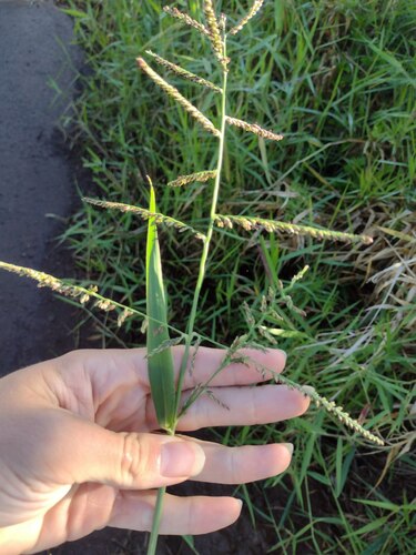 Urochloa mutica observed 2022-10-24