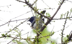 Myiagra cyanoleuca