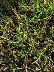 Hemarthria altissima