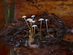 Strobilurus conigenoides