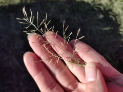 Eragrostis tenuifolia