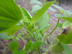 Acalypha ostryifolia