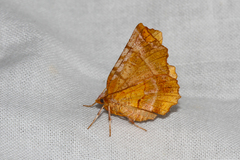 Selenia dentaria