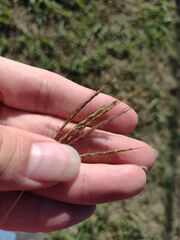 Bothriochloa pertusa