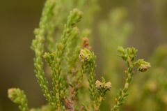 Erica serrata