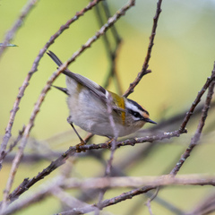 Regulus ignicapilla