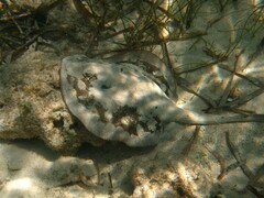 Urobatis jamaicensis