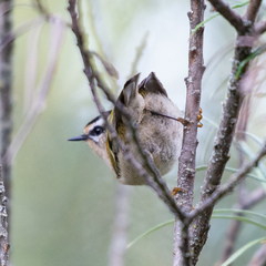 Regulus ignicapilla