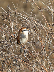 Lanius bucephalus