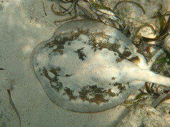 Urobatis jamaicensis