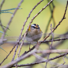 Regulus ignicapilla