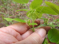 Acalypha ostryifolia