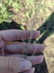 Eragrostis tenuifolia
