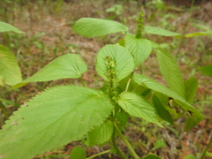 Acalypha ostryifolia