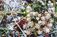 Lepidium solandri